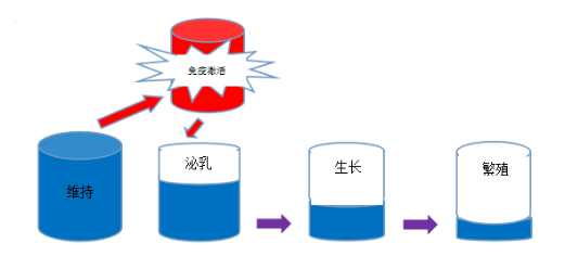 母猪营养学习感悟