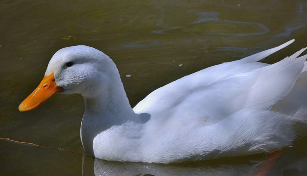 中短链脂肪酸甘油酯对樱桃谷肉鸭生长性能、肌肉品质和血液生化指标的影响