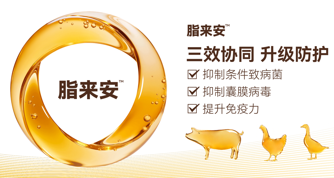 “脂来安”对猪繁殖与呼吸综合征病毒(PRRSV)的 体内抗病毒效果评价报告